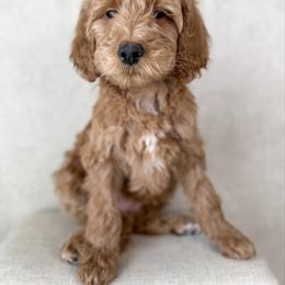 Juniper - Red  female Goldendoodle puppy in Warsaw, Ohio from Lovabledoodles