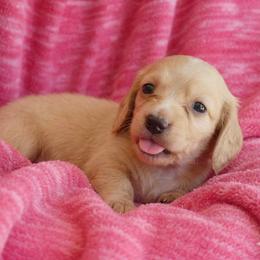 Bubbles - Cream female Dachshund puppy in Plant City, Florida from Oakley's Dachshund Ranch