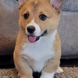 Miniature Australian Shepherds and Pembroke Welsh Corgis from Kandi's Pups
