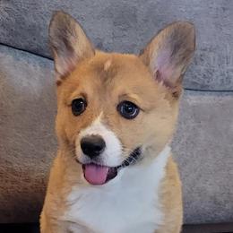 Miniature Australian Shepherds and Pembroke Welsh Corgis from Kandi's Pups