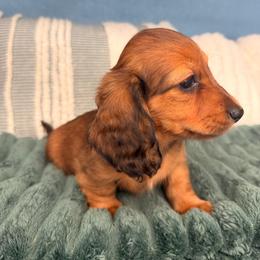 Penny - Red female Dachshund puppy in California from Wooofyland LLC
