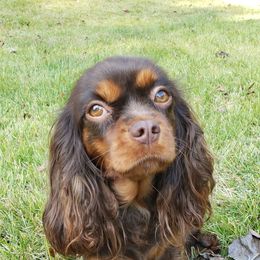 Snickers - Cavalier King Charles Spaniel