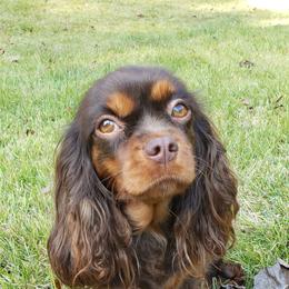 Snickers - Cavalier King Charles Spaniel