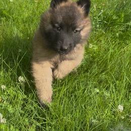 Dill - Mahogany and black male Belgian Tervuren puppy in Hastings, Minnesota from Century Hills Farm