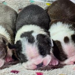 Invisible Woman - Blue female Boston Terrier puppy in Millers Creek, North Carolina from Tumbling Shoals Hilltop Bostons
