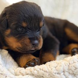 Pink - Black and mahogany female Rottweiler puppy in Kissimmee, Florida from Macht Haus Rottweilers