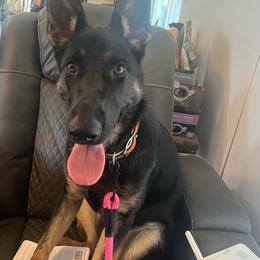 Sadie - Black and tan female German Shepherd puppy in Sharon Grove, Kentucky from Julie’s Shepherds