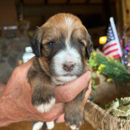Himalaya , 2 weeks old - Wheaten female Whoodle puppy in Crawford, Colorado from Saddle Mountain Doodles