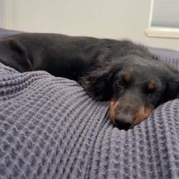 Dachshund Puppies from Champion Dachshunds