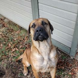 Tanze - Boerboel