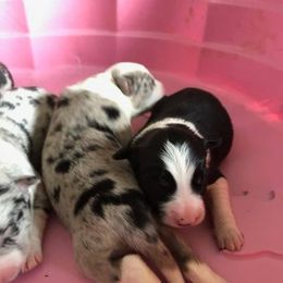 Border Collie Puppies from Pearl Winters' Border Collies