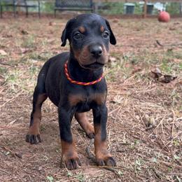 Audrey - Black and rust female Doberman Pinscher puppy in Toney, Alabama from Bhon Mhuir Dobermanns