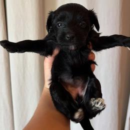 DaoDog Odette Happyend - Black and white female Chinese Crested puppy in Highland Park, Michigan from Family Kennel Dao Dog