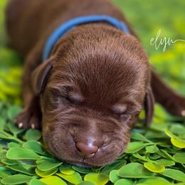Blue Male - Chocolate male Labrador Retriever puppy in Carrollton, Virginia from Southern Heritage Retrievers