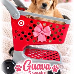 Pink Guave - Dark golden female Golden Retriever puppy in Apple Valley, California from Frankly Golden