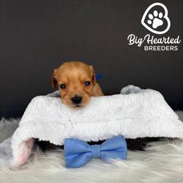 Sparrow - Cream male Goldendoodle puppy in Utah County, Utah from Big Hearted Breeders