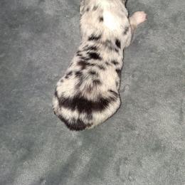 Tytan - Blue merle male Australian Shepherd puppy in Luther, Michigan from Pine River Australian Shepherds