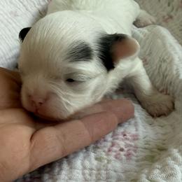 Vixon - Blue female Chihuahua puppy in Citrus Heights, California from Golden State Chihuahuas