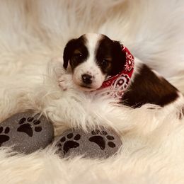 Dachshund Puppies from The Gentle Kennels