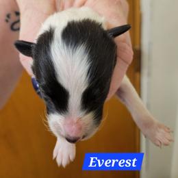 Everest - White and black male Shetland Sheepdog puppy in Kaycee, Wyoming from Heavenly Shelties