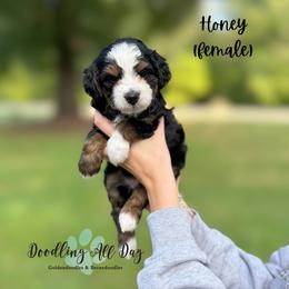 Honey - Tri-color female Bernedoodle puppy in Valdese, North Carolina from Doodling All Day Goldendoodles