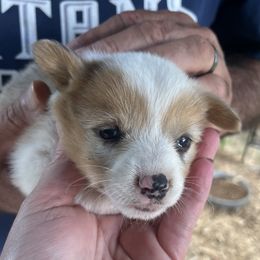 Girl 1 - Sable merle and white female American Corgi puppy in Sequatchie, Tennessee from Green Star Farm Corgis