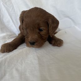 Yellow Boy 1 - Red  Goldendoodle puppy in Idaho from Idadoodles