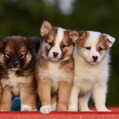 German Shepherd and Icelandic Sheepdog Puppies from Caradoc Kennel