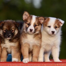 German Shepherd and Icelandic Sheepdog Puppies from Caradoc Kennel