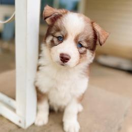 Sparrow - Chocolate male Pomsky puppy in Cleveland, Ohio from Lake Point Pomskies