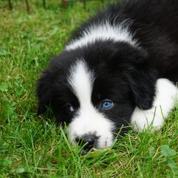 Australian Shepherd Puppies from MilkyWay Aussies with Tails