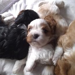 Cavalier King Charles Spaniel Puppies from Majestic Cavaliers