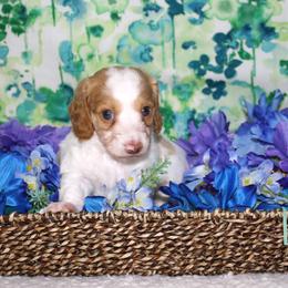 George- AKC Limited - Dapple male Dachshund puppy in Corbin, Kentucky from White River Valley Kennel