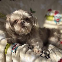 Cooper - Lilac male Shih Tzu puppy in Las Vegas, Nevada from Vegas Shih Tzus
