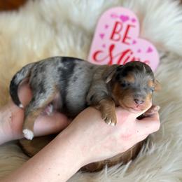 Sunday - Blue merle male Aussiedoodle puppy in Lancaster, Minnesota from Finney Ranch