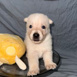 Parmesan - White male German Shepherd puppy in Magnolia, Texas from K & Q Shepherds