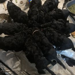 Portuguese Water Dog All Grown Up from Belladonna Farm Portuguese Water Dogs