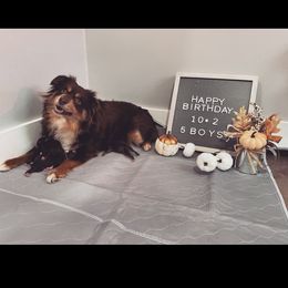 Toy Australian Shepherd Puppies from Loyal Litters Toy Australian Shepherds