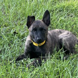 Yellow Collar - Gold brindle female Dutch Shepherd puppy in Dallas, Georgia from Bluestone Creek Dutch Shepherds