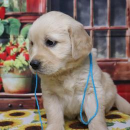 Girl 1 - Golden female Golden Retriever puppy in Great Falls, Montana from VS Golden Fields