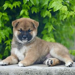Saito - Red male Shiba Inu puppy in Hollywood, Florida from Bright Ray