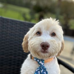 "Biscuit-Male" Bernedoodle Puppies from Emma Grace Doodles