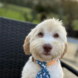 "Biscuit-Male" Bernedoodle Puppies from Emma Grace Doodles