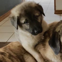 Anatolian Shepherd Dogs from Sherry Brook Farm