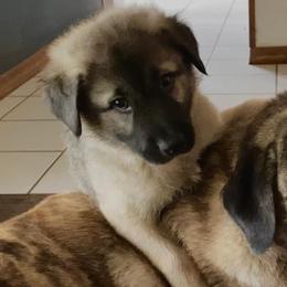 Anatolian Shepherd Dogs from Sherry Brook Farm