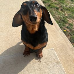 Della Mae - Dachshund