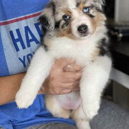 Australian Shepherd Puppies from Badlands Australian Shepherds