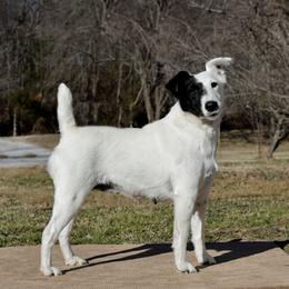 Smooth Fox Terrier puppies from Mardel Robeson of Mulberry Hollow Whippets