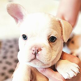 French Bulldog Puppies from Shawhan Family Frenchies