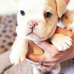 French Bulldog Puppies from Shawhan Family Frenchies
